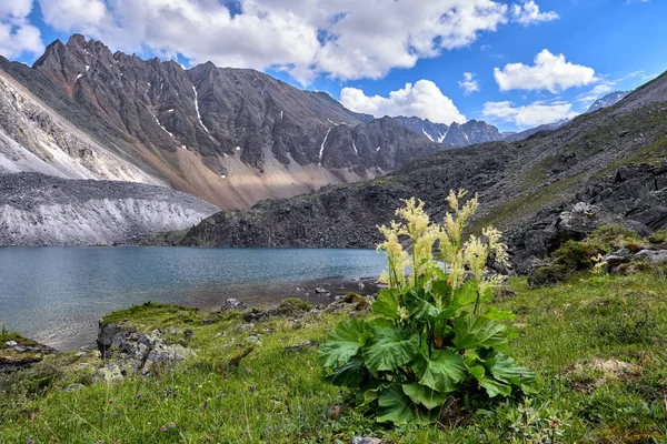 野生の大黄 ダイオウ属緻密リンネ 密集刻まれた湖の岸に咲きます シベリア東部の高地 サヤン山脈 ロシア ストックフォト