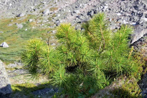 Πεύκο Σιβηρίας Νάνος Στο Βουνό Τούνδρα Ανατολική Sayan Ρωσία — Φωτογραφία Αρχείου