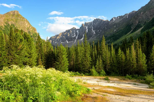 Glade travertino cerca de la oscura taiga de coníferas en las montañas de Siberia —  Fotos de Stock