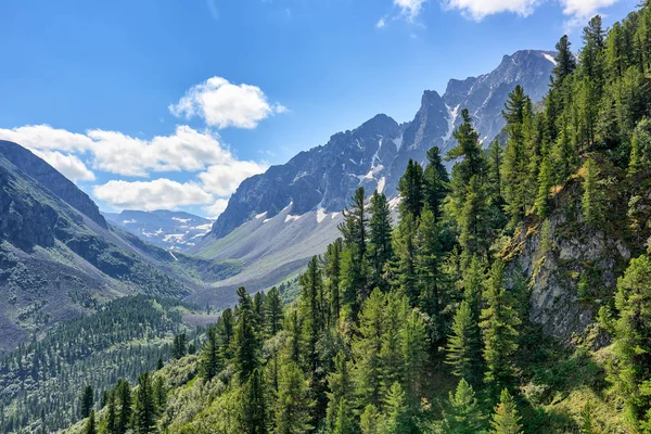 Dark coniferous taiga on mountainside in July Stock Picture