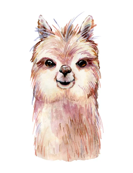 Lama aquarel illustratie — Stockfoto