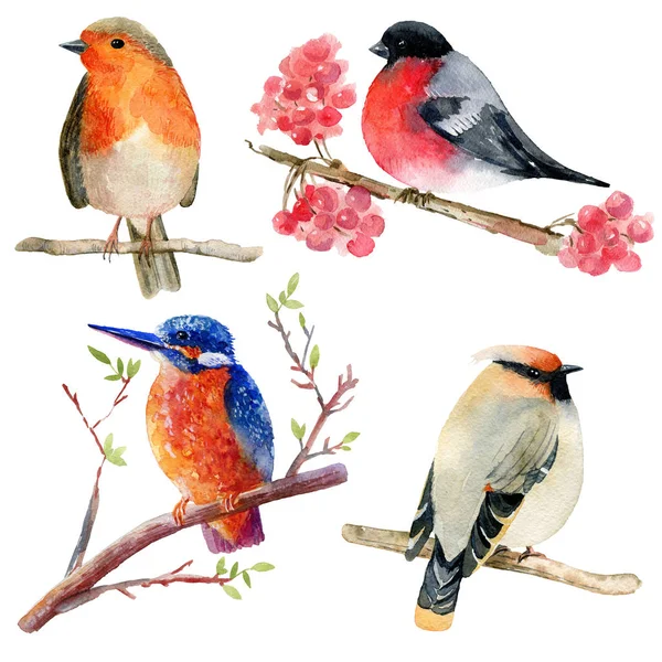 Akvarell fåglar set. — Stockfoto