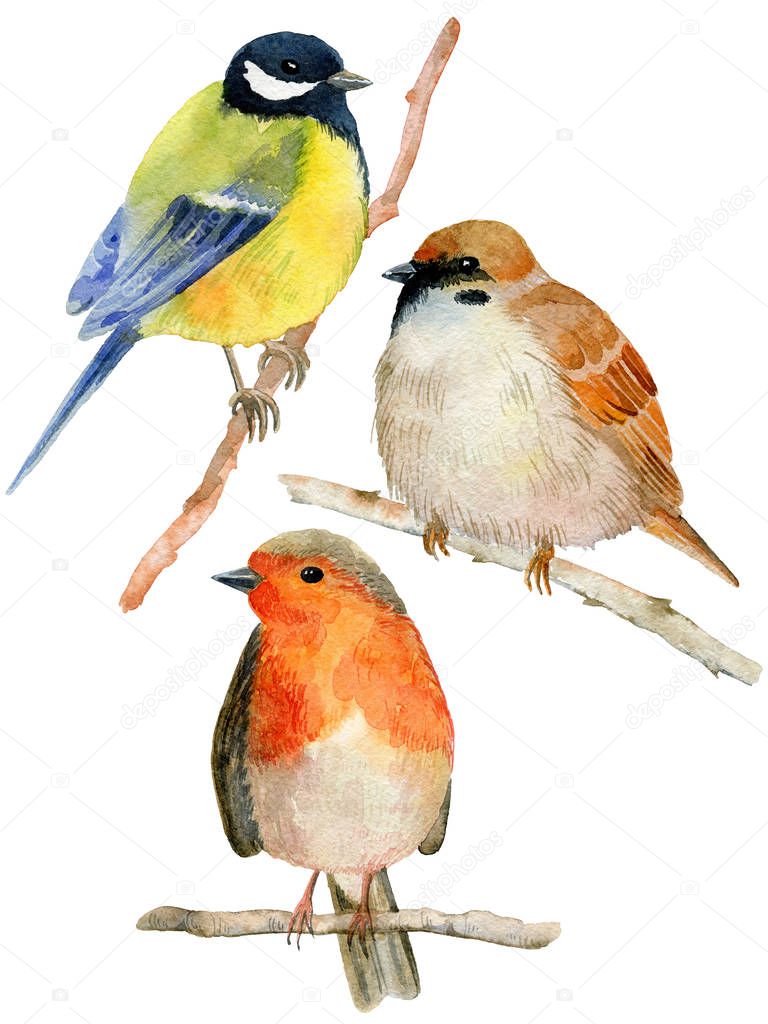 Watercolor birds set.