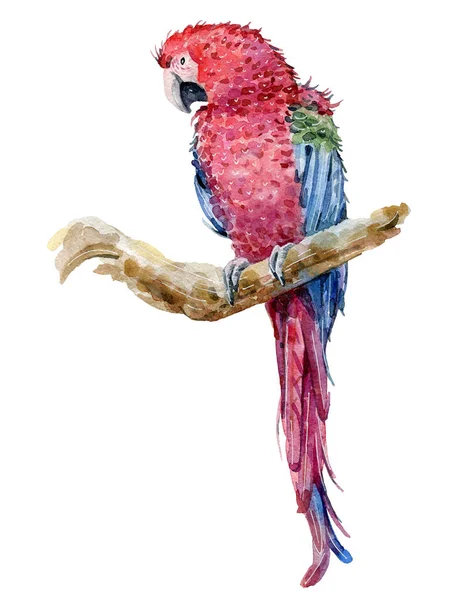 Watercolor tropical parrot — Stock Photo, Image