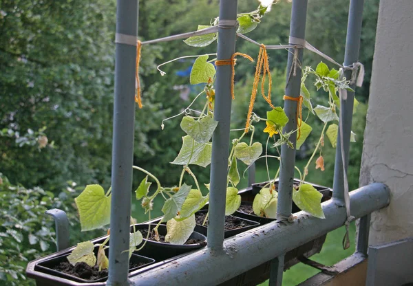 Balkong Trädgårdsskötsel, växande gurkor — Stockfoto