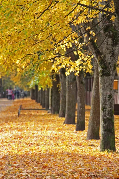 Outono no parque de Vilnius — Fotografia de Stock