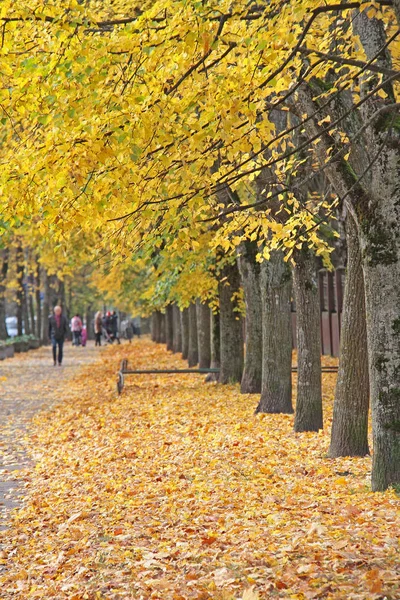 ビリニュスの公園の秋 ロイヤリティフリーのストック写真