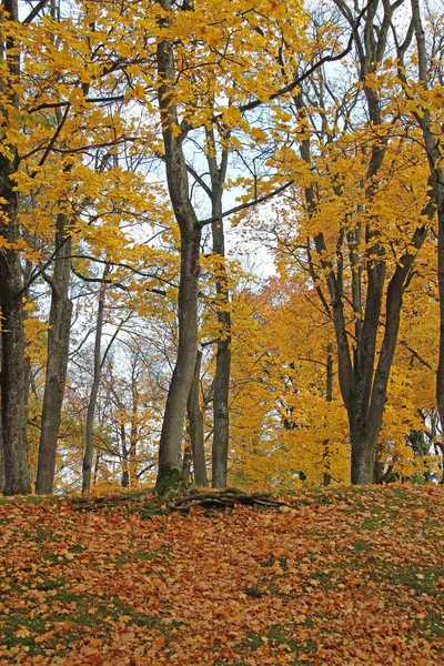 Outono no parque de Vilnius — Fotografia de Stock