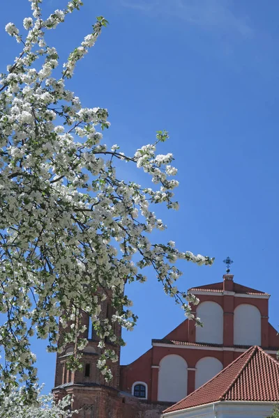 Igreja de Bernardino em Vilnius, primavera — Fotografia de Stock