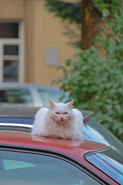 arabanın üstünde uykulu kedi
