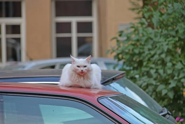 Sömnig katt på toppen av bilen — Stockfoto