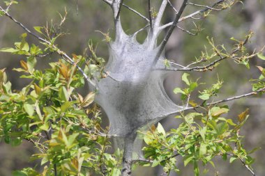 Doğu çadır büyüme erken bahar erken evre (Malacosoma americanum), tırtıl. Onlar bir tür güve ailesinin, bu pervane nadiren görülür.    