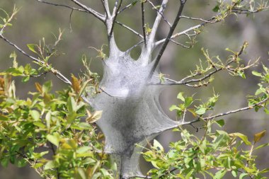 Doğu çadır büyüme erken bahar erken evre (Malacosoma americanum), tırtıl. Onlar bir tür güve ailesinin, bu pervane nadiren görülür.    