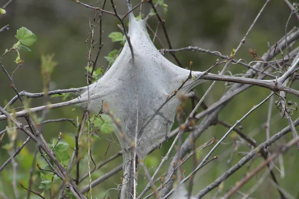Doğu çadır büyüme erken bahar erken evre (Malacosoma americanum), tırtıl. Onlar bir tür güve ailesinin, bu pervane nadiren görülür.    
