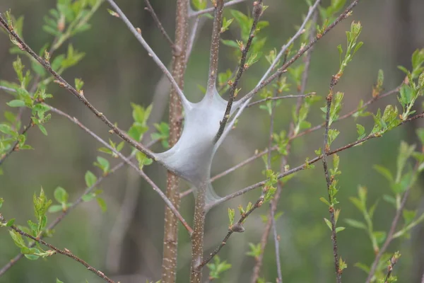 Doğu çadır büyüme erken bahar erken evre (Malacosoma americanum), tırtıl. Onlar bir tür güve ailesinin, bu pervane nadiren görülür.    