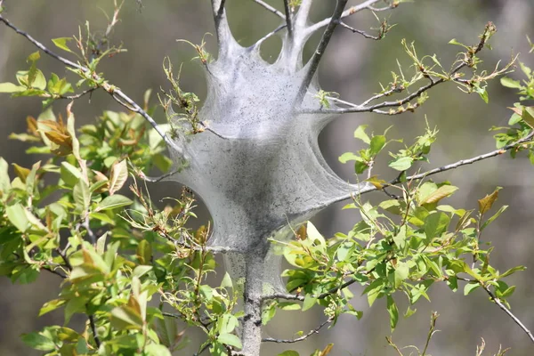 Doğu çadır büyüme erken bahar erken evre (Malacosoma americanum), tırtıl. Onlar bir tür güve ailesinin, bu pervane nadiren görülür.    