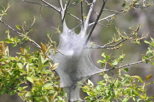 Doğu çadır büyüme erken bahar erken evre (Malacosoma americanum), tırtıl. Onlar bir tür güve ailesinin, bu pervane nadiren görülür.    