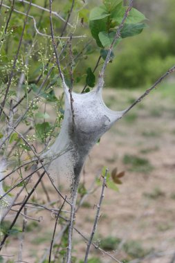 Doğu çadır tırtıllar ipeksi yuvada (Malacosoma americanum), büyüme erken bahar erken evre içinde. Onlar bir tür güve ailesinin, bu pervane nadiren görülür. 
