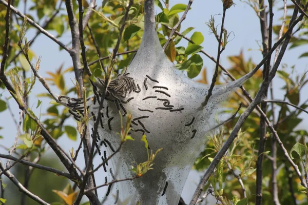 Doğu çadır tırtıllar ipeksi yuvada (Malacosoma americanum), büyüme erken bahar erken evre içinde. Onlar bir tür güve ailesinin, bu pervane nadiren görülür. 