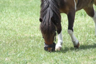 Kahverengi ve beyaz at (Pinto) at erken bahar taze yeşil çimenlerin üzerinde otlatma içinde küçük bir kapalı ağıl içinde renkli