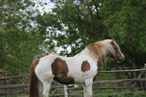 在早春的小围畜栏里的褐色和白色马 色的马 — 图库照片