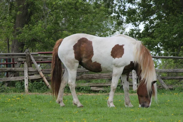 Brown White Horse Łaciaty Kolorowy Koń Małych Zamkniętych Corral Wczesną — Zdjęcie stockowe