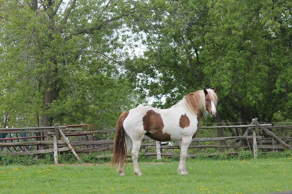 Brown White Horse Pinto Färgade Hästen Liten Inhägnad Corral Tidigt — Stockfoto