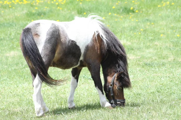 Brown White Horse Pinto Barevné Koně Malé Uzavřené Ohrada Předjaří — Stock fotografie