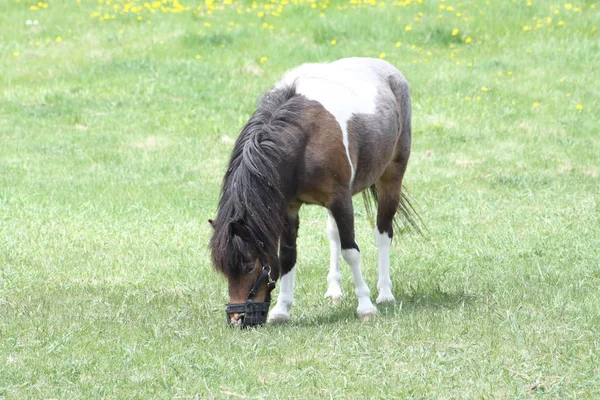 Brown White Horse Pinto Colored Horse Small Enclosed Corral Early — Stock Photo, Image