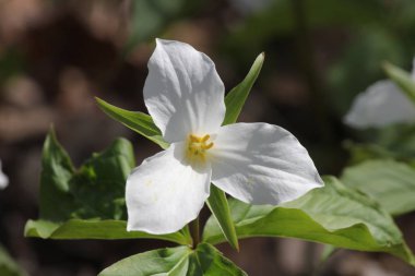 Beyaz Trillium (Trillium grandiflorum) woodlands içinde çiçeklenme. Ontario, Canadas il çiçek