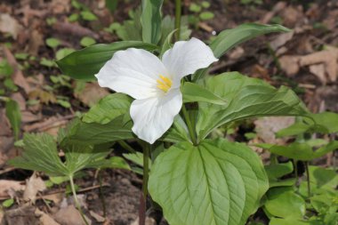 Beyaz Trillium (Trillium grandiflorum) woodlands içinde çiçeklenme. Ontario, Canadas il çiçek
