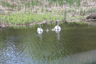 Sessiz kuğular (Cygnus olor) ve Cygnets su dolu küçük bir sığ dere yüzme.
