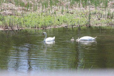 Sessiz kuğular (Cygnus olor) ve Cygnets su dolu küçük bir sığ dere yüzme.