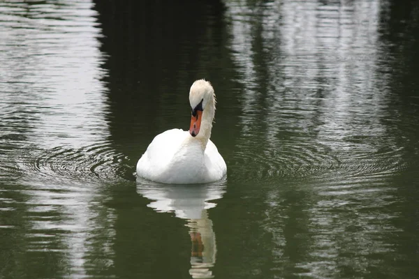 Mute Swan Swimming Small Man Made Secluded Pond — Stock Photo, Image