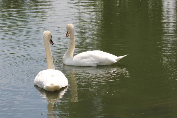 Mute Swans Swimming Small Man Made Secluded Pond — Stock Photo, Image