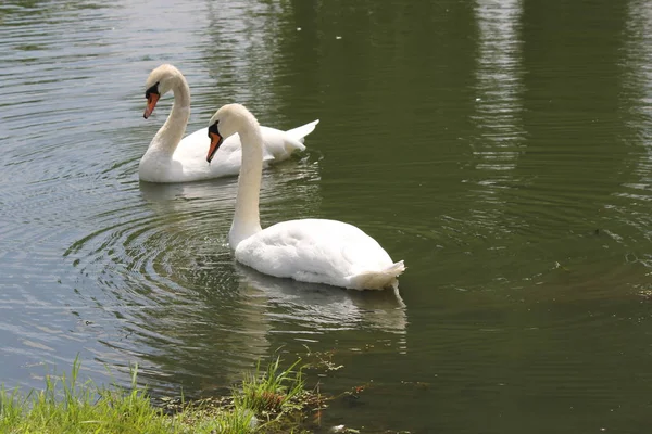 Cisnes Mudos Nadando Pequeño Estanque Aislado Hecho Por Hombre —  Fotos de Stock