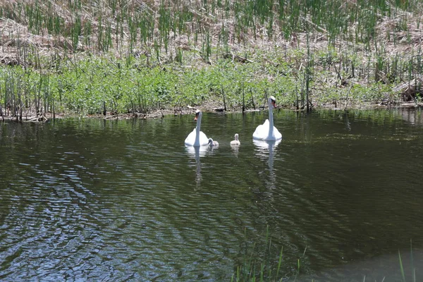 Mute Swans Cygnus Olor Cygnets Swimming Small Shallow Creek Full — Stock Photo, Image