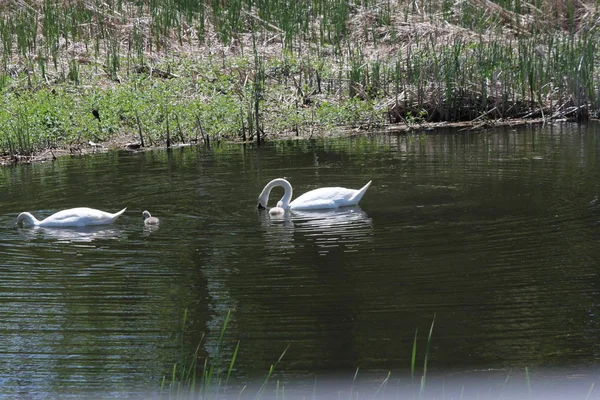 Mute Swans Cygnus Olor Cygnets Swimming Small Shallow Creek Full — Stock Photo, Image