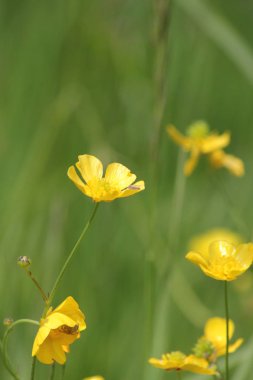 Balmumu veya parlak sarı çiçek, düğün çiçeği bir çiçek veya bir ot olarak bilinen.