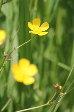 Balmumu veya parlak sarı çiçek, düğün çiçeği bir çiçek veya bir ot olarak bilinen.