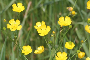 Balmumu veya parlak sarı çiçek, düğün çiçeği bir çiçek veya bir ot olarak bilinen.