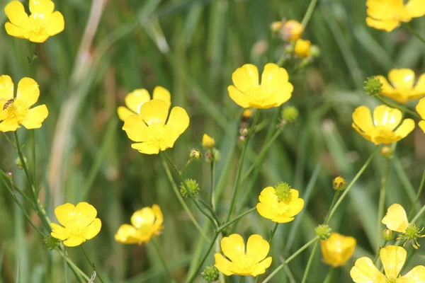 Waxy Bright Yellow Flower Buttercup Known Flower Weed — Stock Photo, Image