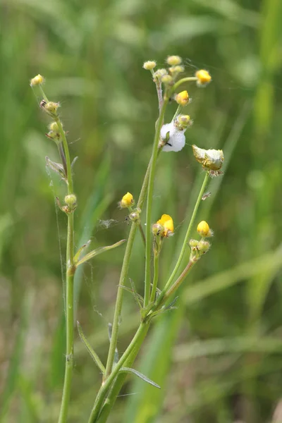 Spittle Bug Foam Butter Cup Plant Immature Spittle Bugs Hidden — Stock Photo, Image