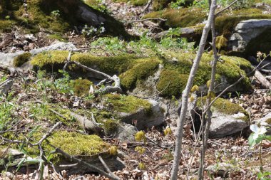 Ormanlık bir alanda büyük kayalar kapsayan yosun.