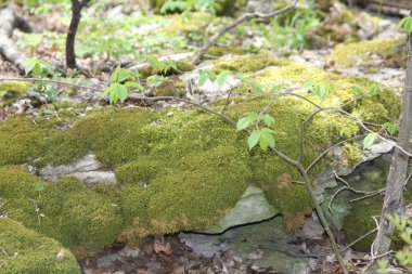 Ormanlık bir alanda büyük kayalar kapsayan yosun.