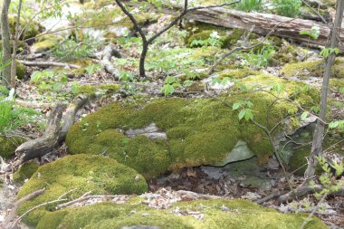Ormanlık bir alanda büyük kayalar kapsayan yosun.