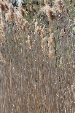 S.E. Ontario yol kenarına yerleştirilen bir hendekte bulundu rüzgarda üfleme kamış (australis),. 