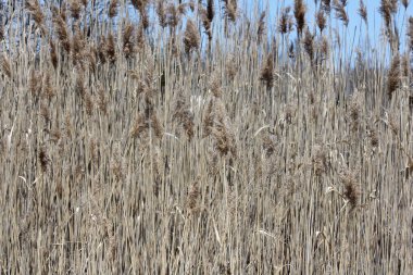 S.E. Ontario yol kenarına yerleştirilen bir hendekte bulundu rüzgarda üfleme kamış (australis),. 