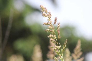 S.E. Ontario yol kenarına yerleştirilen bir hendekte bulundu rüzgarda üfleme kamış (australis),. 