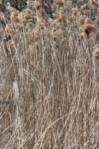 Fúj Szél Egy Útszéli Árok Mentén Található Ontario Phragmites Australis — Stock Fotó